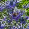 Eryngium 'Blue Steel' 2 Eryngium 'Blue Steel' -Bulb Garden Store ERYN 42770V A