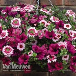 Eton Mess -Bulb Garden Store ETON V48876 C1