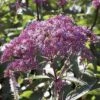 Eupatorium Dubium 'Baby Joe' -Bulb Garden Store EUPA V58923 A h