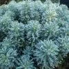 Euphorbia Characias 'Glacier Blue' -Bulb Garden Store EUPH V58963 A h