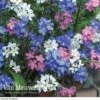 Forget-Me-Not 'Sylva Mixed' (Garden Ready) -Bulb Garden Store FORG VKA7245 A