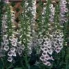 Foxglove 'Camelot Lavender' 1 Foxglove 'Camelot Lavender' -Bulb Garden Store FOXG V59128 A h