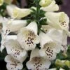 Foxglove 'Camelot Cream' -Bulb Garden Store FOXG V65296 A h