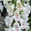 Foxglove 'Dalmation White' -Bulb Garden Store FOXG V65300 B h