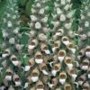 Foxglove Lanata -Bulb Garden Store FOXG V65304 A h
