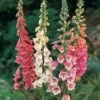 Foxglove 'Excelsior Hybrids' -Bulb Garden Store FOXG V65316 A h