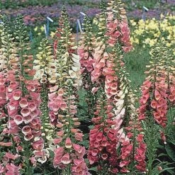 Front Page -Bulb Garden Store FOXG V65316 B h