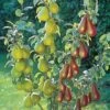 Pear 'Duo' -Bulb Garden Store FRUI 16270V A h
