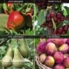 Fruit Tree Orchard Collection -Bulb Garden Store FRUI V53153 A