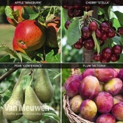 Fruit Tree Orchard Collection