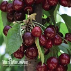 Fruit Tree Orchard Collection -Bulb Garden Store FRUI V53153 C