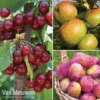 Favourite Fruit Tree Collection -Bulb Garden Store FRUIT KA7999 A VM