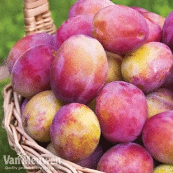 Favourite Fruit Tree Collection -Bulb Garden Store FRUIT KA7999 B VM