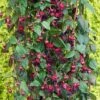 Fuchsia 'Lady In Black' (Climbing) 1 Fuchsia 'Lady In Black' (Climbing) -Bulb Garden Store FUCH V17441 A h