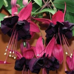 Fuchsia 'Lady In Black' (Climbing) -Bulb Garden Store FUCH V17441 B h