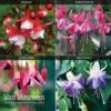 Fuchsia 'Hardy Collection' 2 Fuchsia 'Hardy Collection' -Bulb Garden Store FUCH VKA4047 A