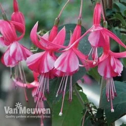 Fuchsia 'Hardy Collection' -Bulb Garden Store FUCH VKA4047 C