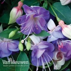Fuchsia 'Hardy Collection' -Bulb Garden Store FUCH VKA4047 D