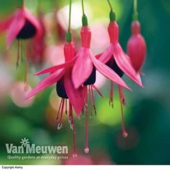 Fuchsia 'Hardy Collection' -Bulb Garden Store FUCH VKA4047 E
