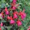 Fuchsia 'Pink Fizz' 2 Fuchsia 'Pink Fizz' -Bulb Garden Store FUCH VKA7817 B