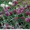 Fritillaria Meleagris -Bulb Garden Store Fritillaria meleagris Snakeshead