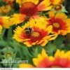 Gaillardia 'Arizona Sun' 1 Gaillardia 'Arizona Sun' -Bulb Garden Store GAIL V17402 A h