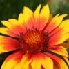 Gaillardia X Grandiflora 'Kobold' -Bulb Garden Store GAIL V59600 A h