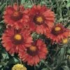 Gaillardia Aristata 'Burgundy' 1 Gaillardia Aristata 'Burgundy' -Bulb Garden Store GAIL V65380 A h