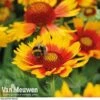 Gaillardia Aristata 'Arizona Sun' -Bulb Garden Store GAIL v65378 B