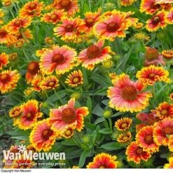 Gaillardia Aristata 'Arizona Sun' -Bulb Garden Store GAIL v65378 C