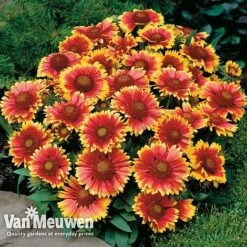 Gaillardia Aristata 'Arizona Sun' -Bulb Garden Store GAIL v65378 D