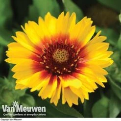 Gaillardia Aristata 'Arizona Sun' -Bulb Garden Store GAIL v65378 F