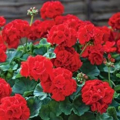 Garden Ready Summer Saver Collection 8 Garden Ready Summer Saver Collection -Bulb Garden Store GARD VKA7392 B