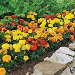 Garden Ready Summer Saver Collection 7 Garden Ready Summer Saver Collection -Bulb Garden Store GARD VKA7392 C