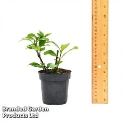 Gardenia 'Crown Jewels' 13 Gardenia 'Crown Jewels' -Bulb Garden Store GARD CROWNJ9CM T44317