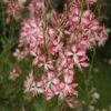 Gaura Lindheimeri 'Rosyjane' -Bulb Garden Store GAUR V58990 A h