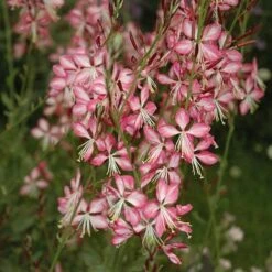Gaura Lindheimeri 'Rosyjane'