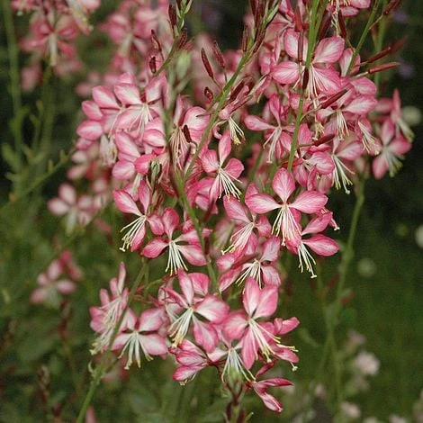 Gaura Lindheimeri 'Rosyjane' 3 Gaura Lindheimeri 'Rosyjane'