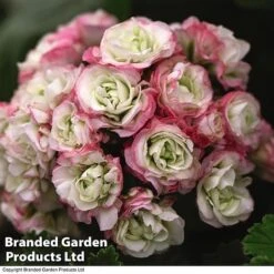 Geranium 'Appleblossom' -Bulb Garden Store GERA T17214 C1