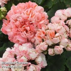 Geranium 'Appleblossom' -Bulb Garden Store GERA T17214 E
