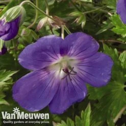 Geranium 'Brookside' -Bulb Garden Store GERA V65398 C