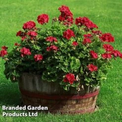 Giant Geranium Bumper Collection 14 Giant Geranium Bumper Collection -Bulb Garden Store GERA GRANDVIOL L41307