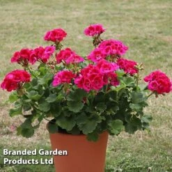 Giant Geranium Bumper Collection 11 Giant Geranium Bumper Collection -Bulb Garden Store GERA POWERVIOL S14646