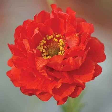 Geum 'Blazing Sunset' 4 Geum 'Blazing Sunset' - Image 2