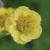 Geum 'Banana Daiquiri' (Cocktails Series) -Bulb Garden Store GEUM V63448 A h