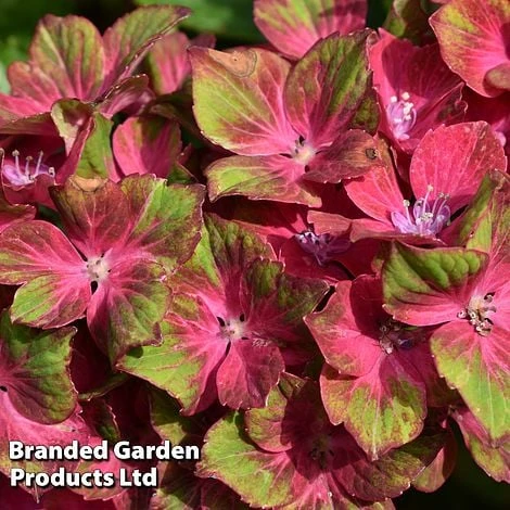 Hydrangea Macrophylla GLAM ROCK 'Horwack' 4 Hydrangea Macrophylla GLAM ROCK 'Horwack' - Image 2