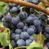 Grape 'Boskoop Glory' -Bulb Garden Store GRAP V59253 A h