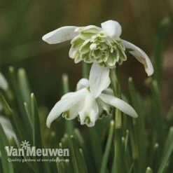 Spring Bulbs In The Green Collection -Bulb Garden Store GREE V59885P B