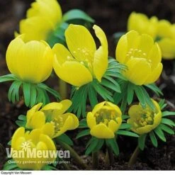 Spring Bulbs In The Green Collection -Bulb Garden Store GREE V59885P C