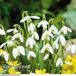 Spring Bulbs In The Green Collection -Bulb Garden Store GREE V59885P D